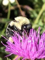 Bombus impatiens