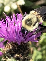 Bombus impatiens