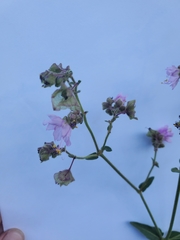 Mirabilis hirsuta