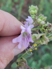 Mirabilis hirsuta