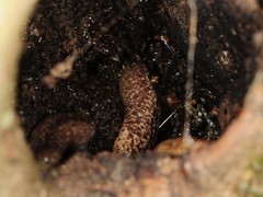 Philomycus flexuolaris