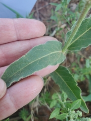 Mirabilis hirsuta