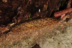 Philomycus flexuolaris