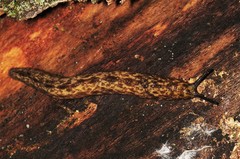 Philomycus flexuolaris