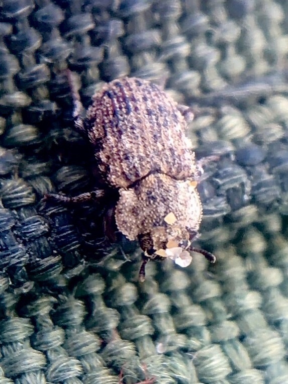 Leichenum pulchellum