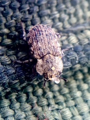 Leichenum pulchellum