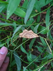 Euchlaena tigrinaria