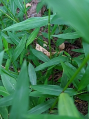 Euchlaena tigrinaria