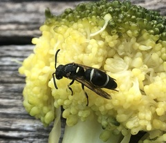 Parancistrocerus pensylvanicus