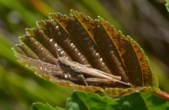 Glyptobothrus