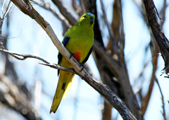 Neophema chrysogaster