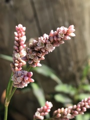 Persicaria