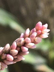 Persicaria