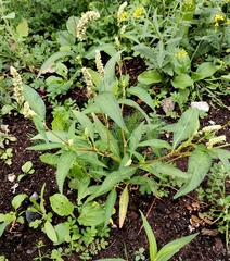 Persicaria tomentosa