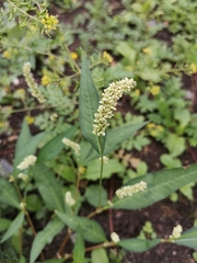 Persicaria tomentosa
