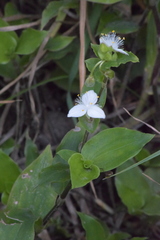 Tradescantieae