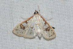 Palpita illibalis
