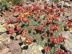 Eriogonum caespitosum