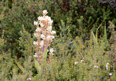 Milligania densiflora