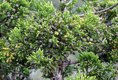 Athrotaxis selaginoides