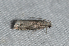 Epiblema minutana