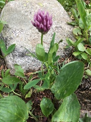 Trifolium parryi