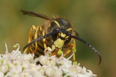 Dolichovespula sylvestris