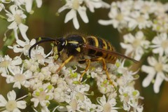 Dolichovespula sylvestris