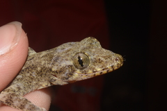 Gekko chinensis