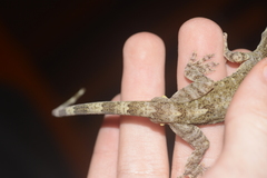 Gekko chinensis