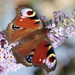 European Peacock Butterfly - Photo (c) Robert Eede, some rights reserved (CC BY-NC-SA)