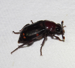 Nicrophorus pustulatus