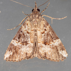 Hypena vetustalis