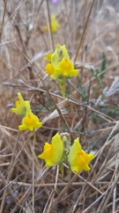Linaria polygalifolia
