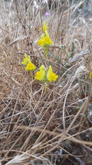 Linaria polygalifolia