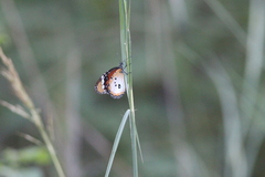 Danaus chrysippus alcippus