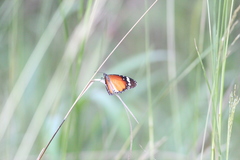 Danaus chrysippus alcippus