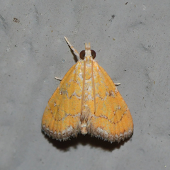 Xanthophysa psychicalis