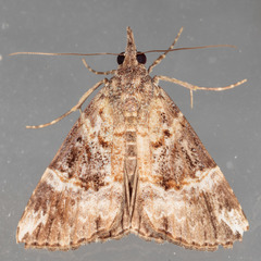 Hypena vetustalis