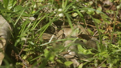 Hermeuptychia canthe