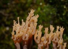 Artomyces austropiperatus