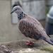 Spotted Dove - Photo (c) Mahbob Yusof, some rights reserved (CC BY)