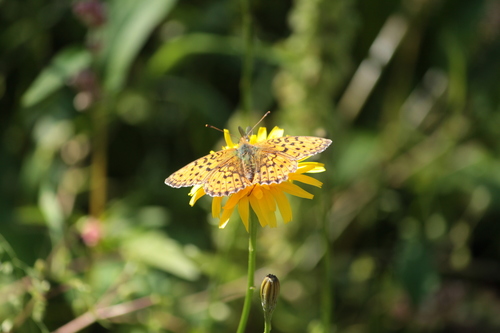 Lesser Marbled Fritillary photo 3