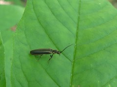 Denticollis denticornis