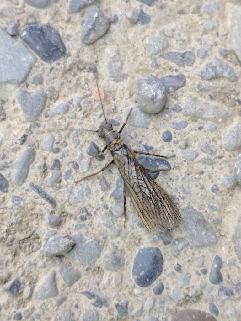 Spring Fly Bug Springflies from Tompkins County, NY, USA on June 14, 2017 at 09:18 AM ...