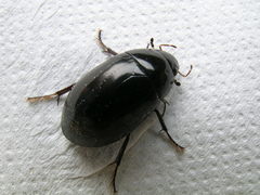 Hydrochara caraboides