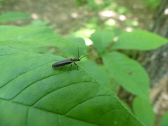 Denticollis denticornis