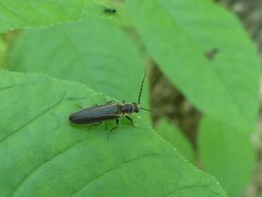Denticollis denticornis