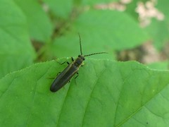 Denticollis denticornis