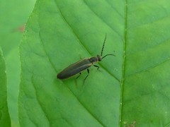 Denticollis denticornis